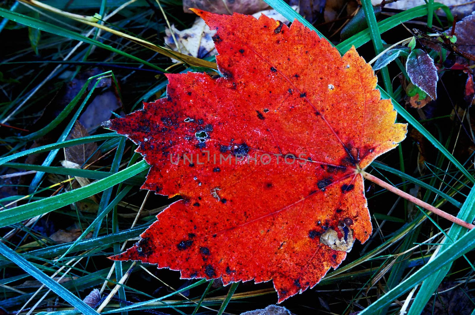 Red Maple leaf by Geoarts