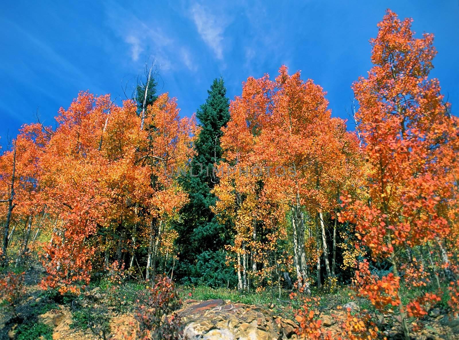 Red Aspens at Silverton, CO by Geoarts