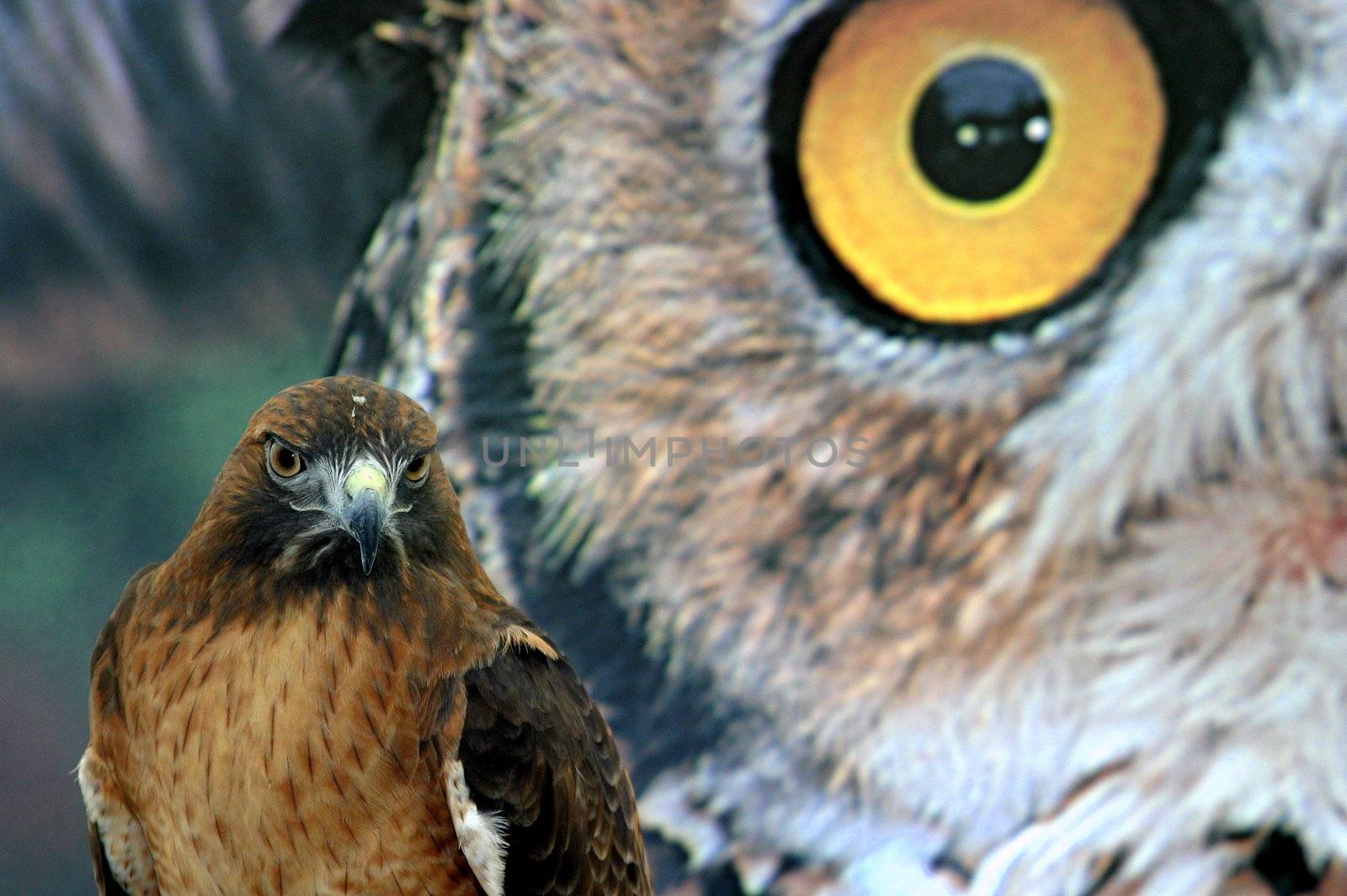 Red tailed hawk in front of a poster with a owl.