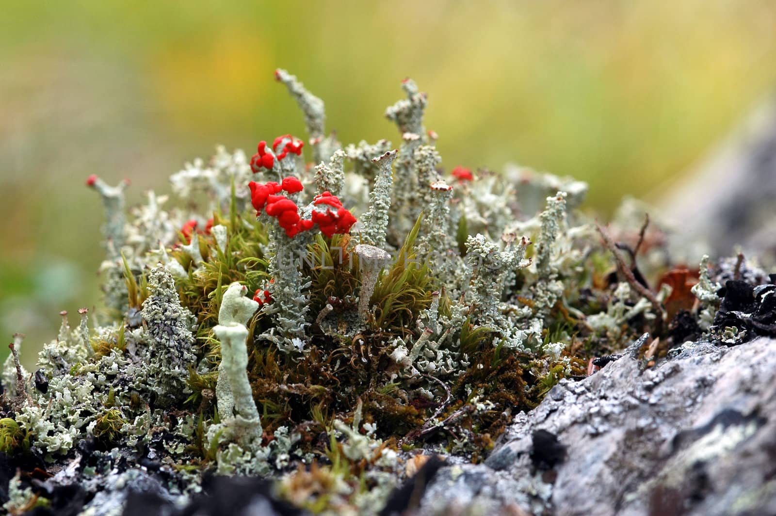 Wild Norwegian nature. 
A part of Hardangervidda. ( macro photo )
Norway 2006.