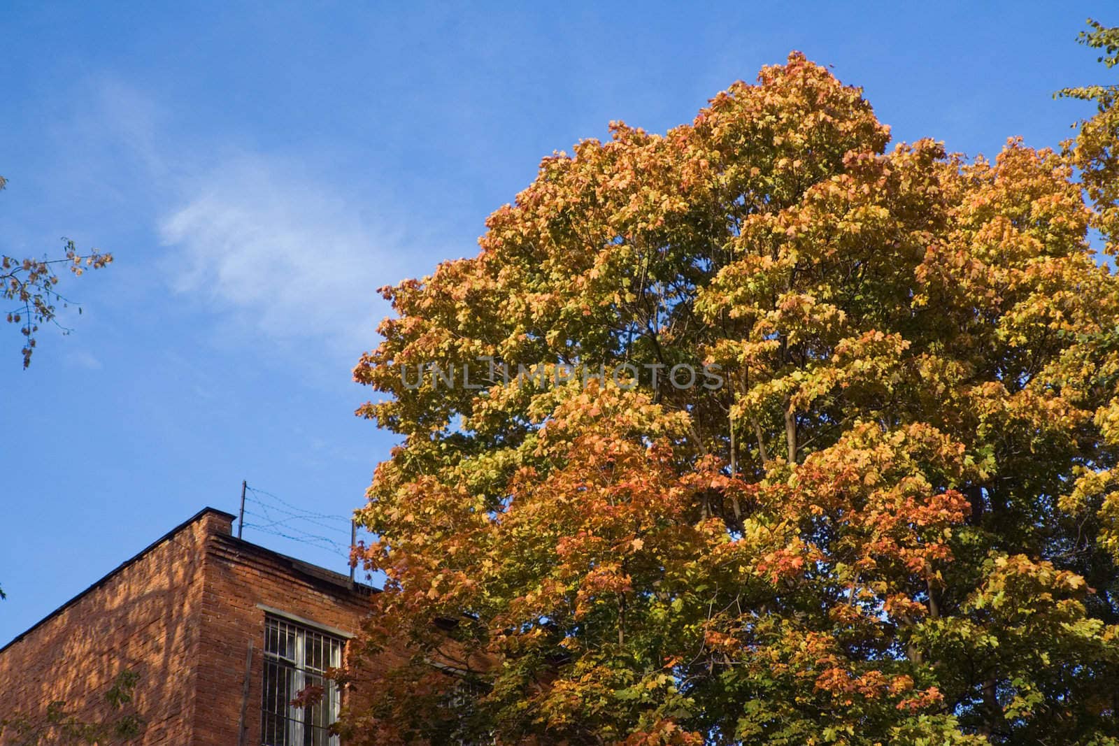 sunlit corner of the old brick building with barred window against blue sky and fading tree