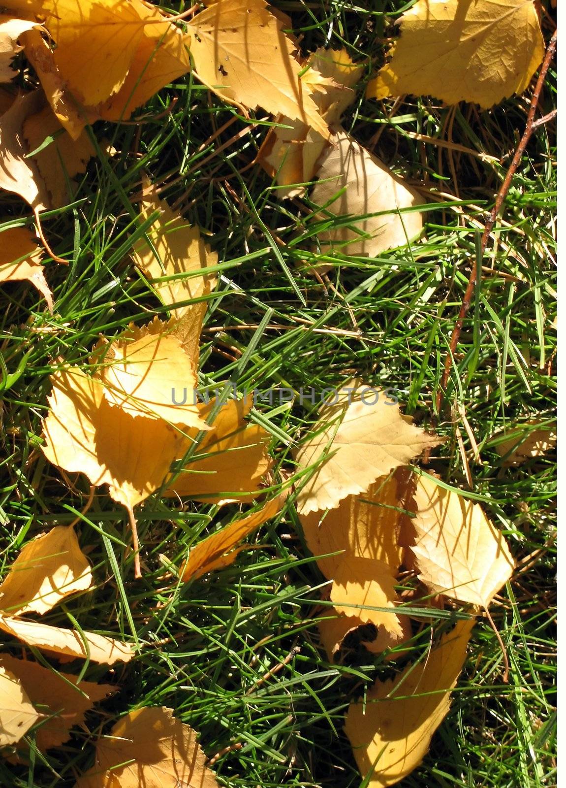 Yellow leaves of a birch on a green grass