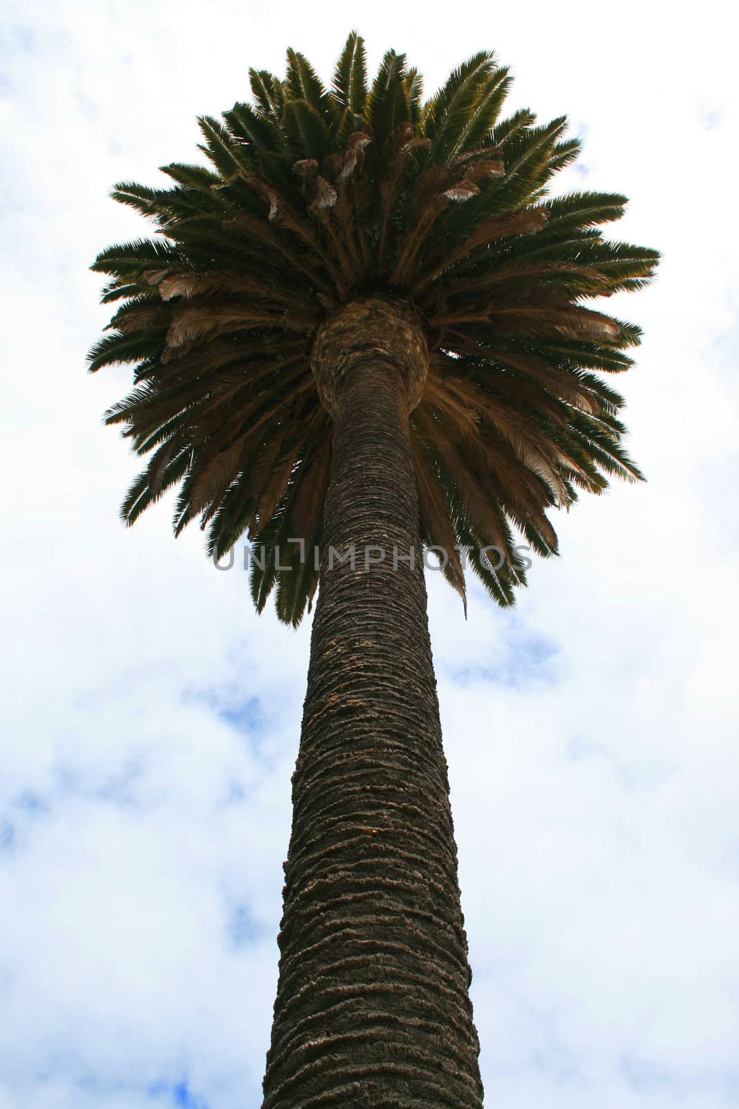 Tropical Palm Tree by MichaelFelix