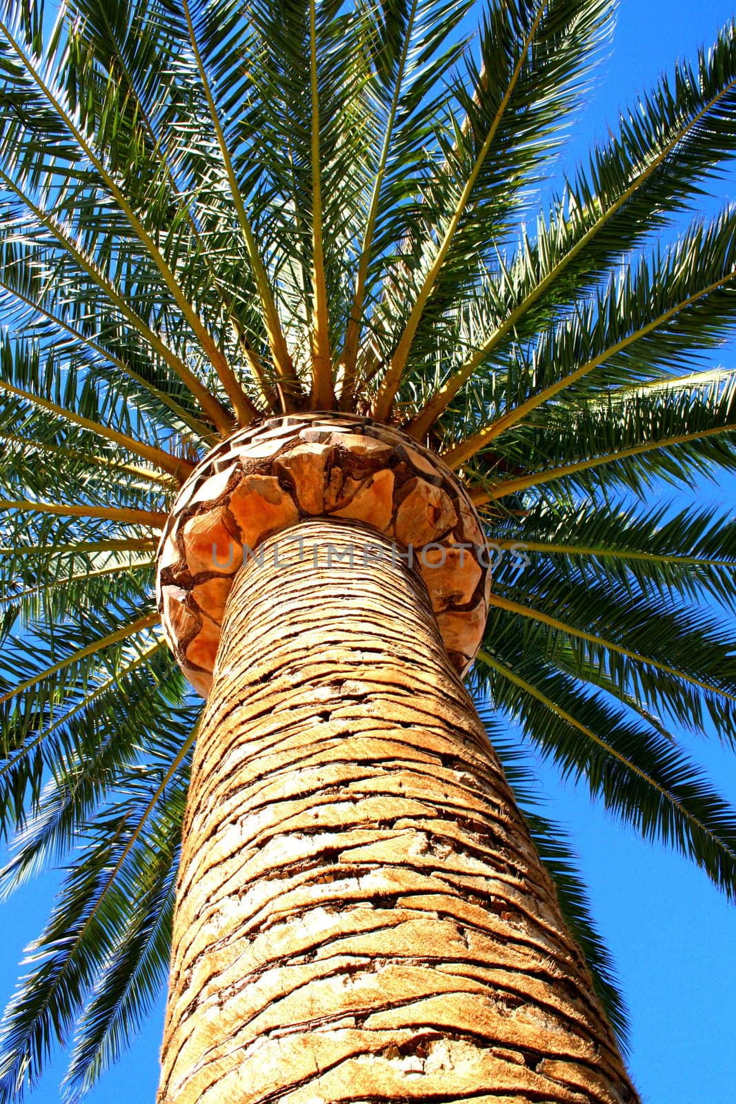 Tropical palm tree close up over blue sky.
