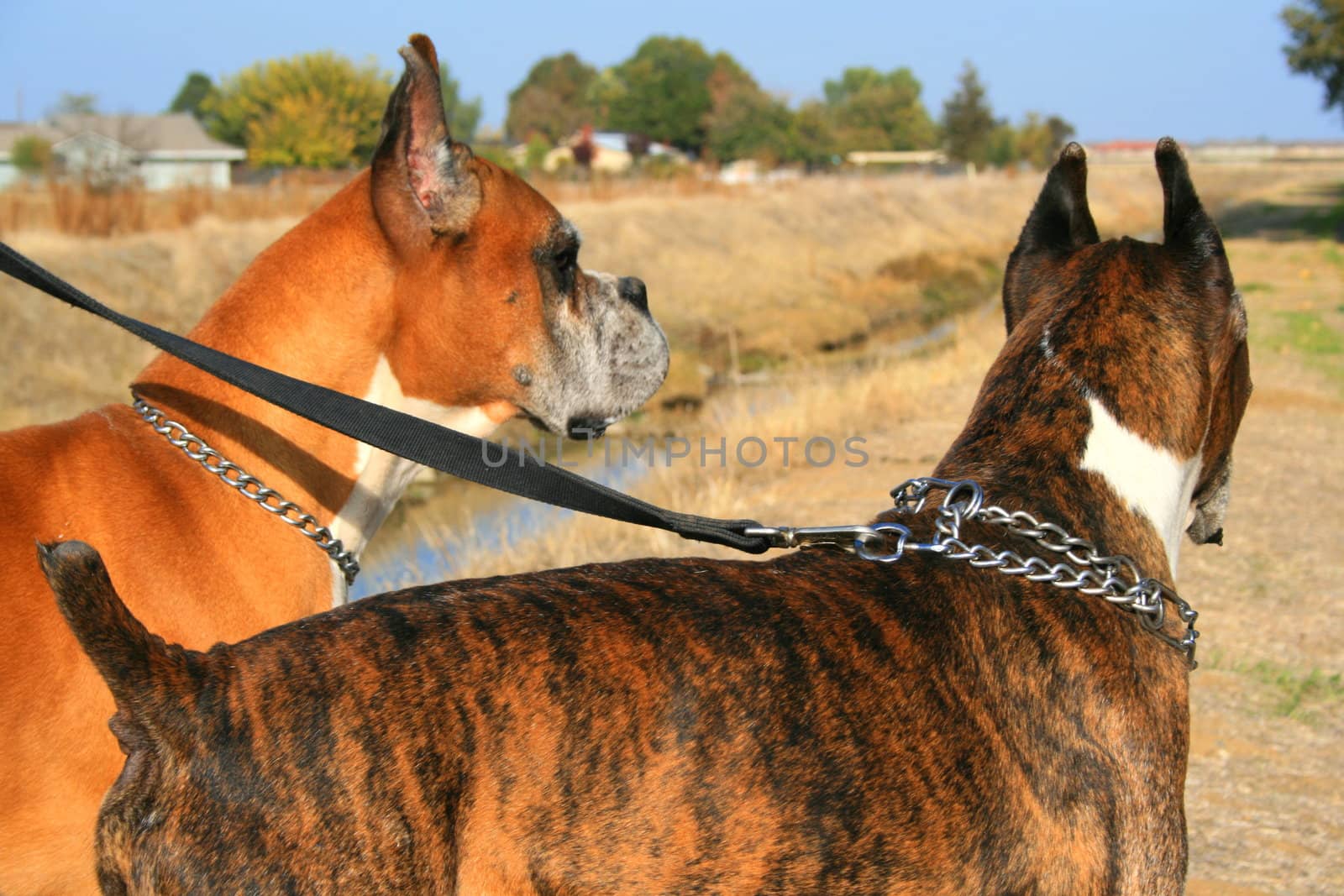 Two boxer dogs outdoors in a park.
