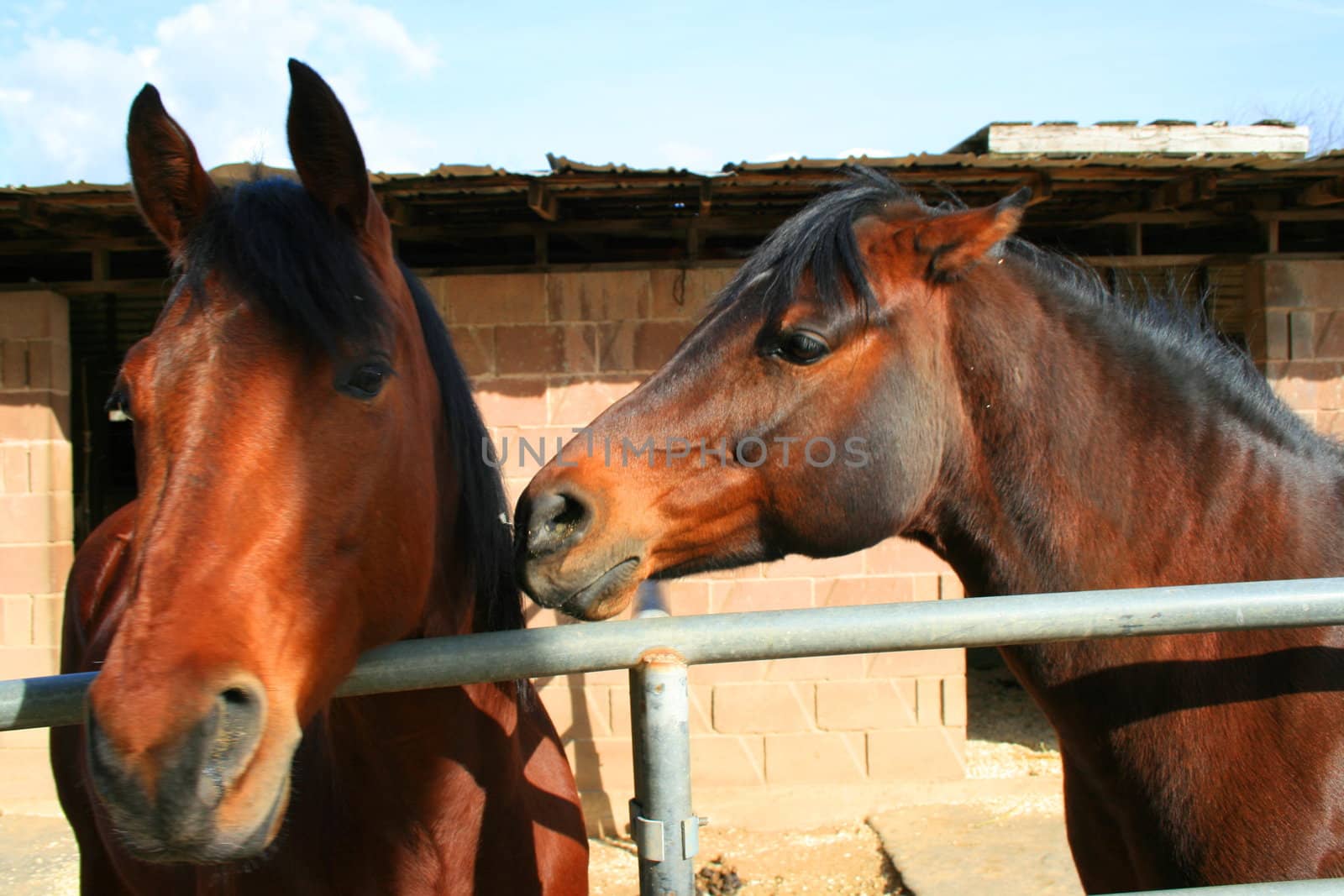 Two brown horses playing together in a farm.
