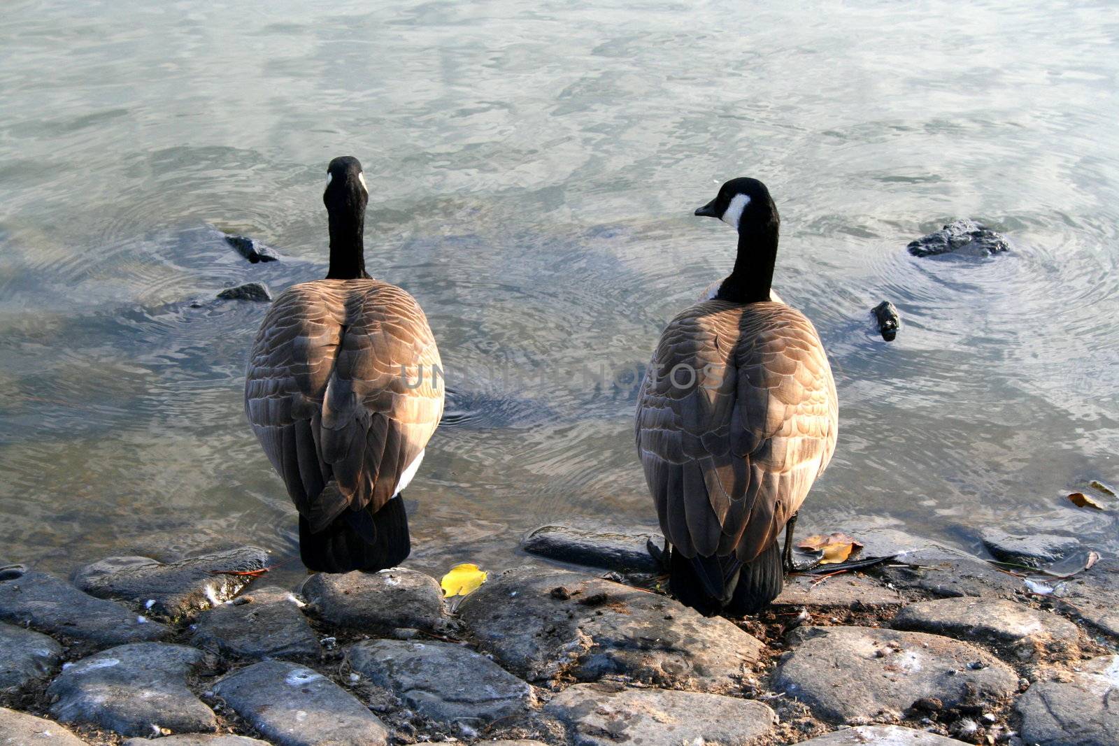 Two Canadian geese resting on a shore next to a lake.