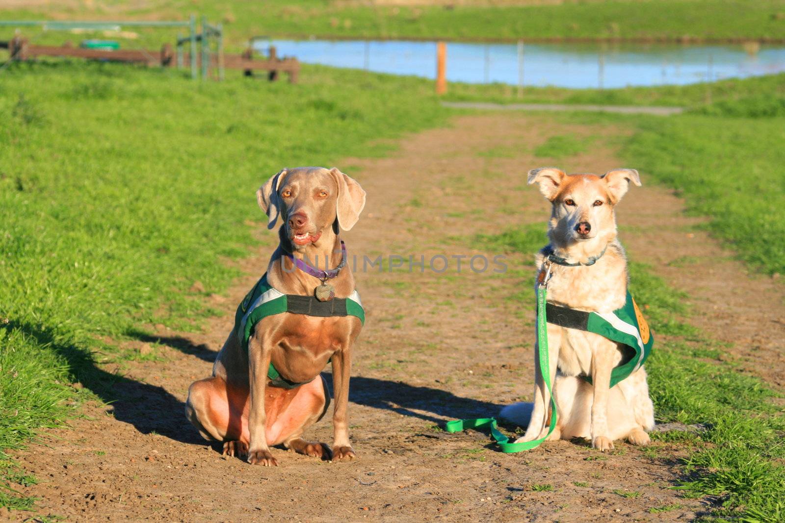 Weimaraner and Australian shepherd in a park.
