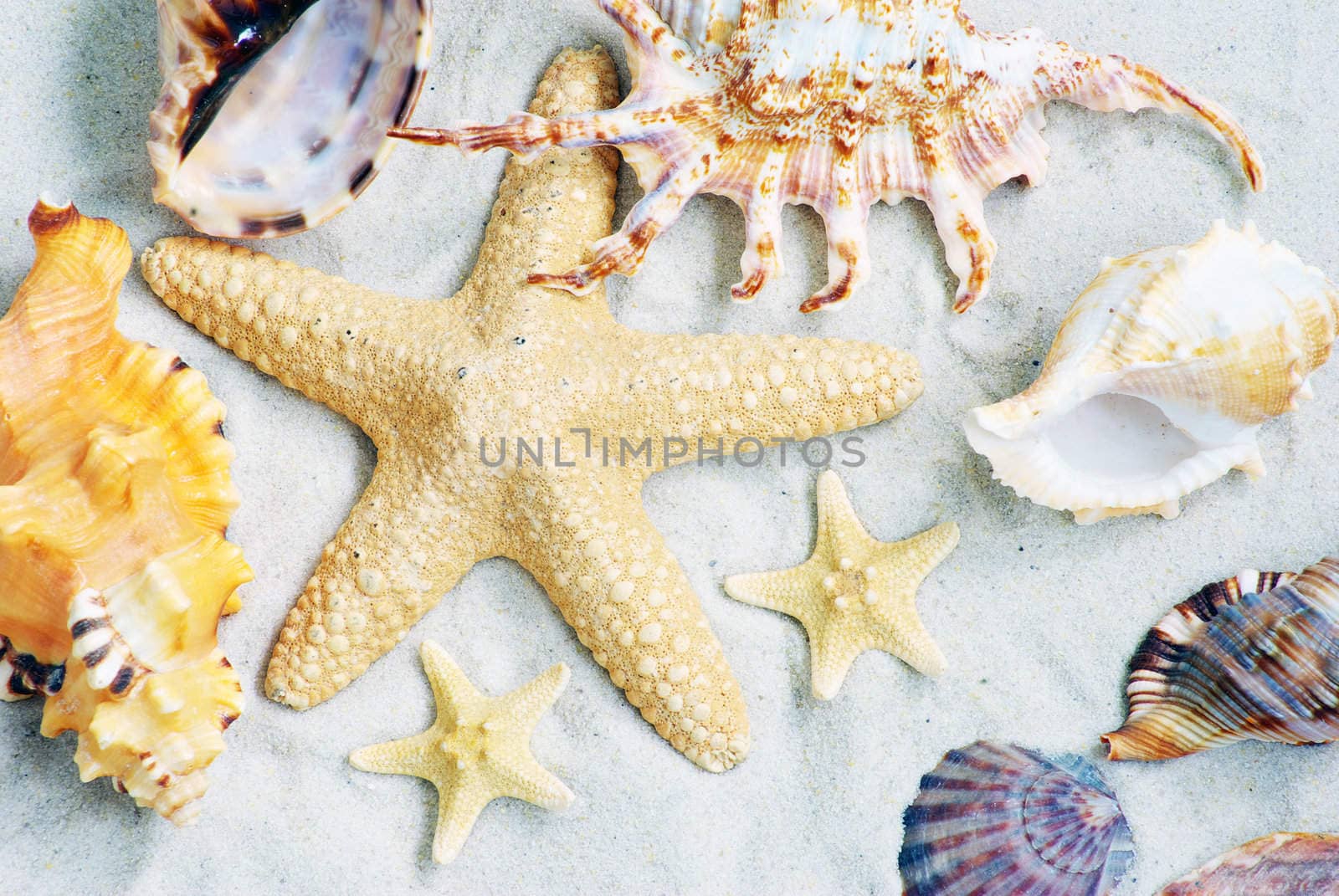 starfish and shells on the beach