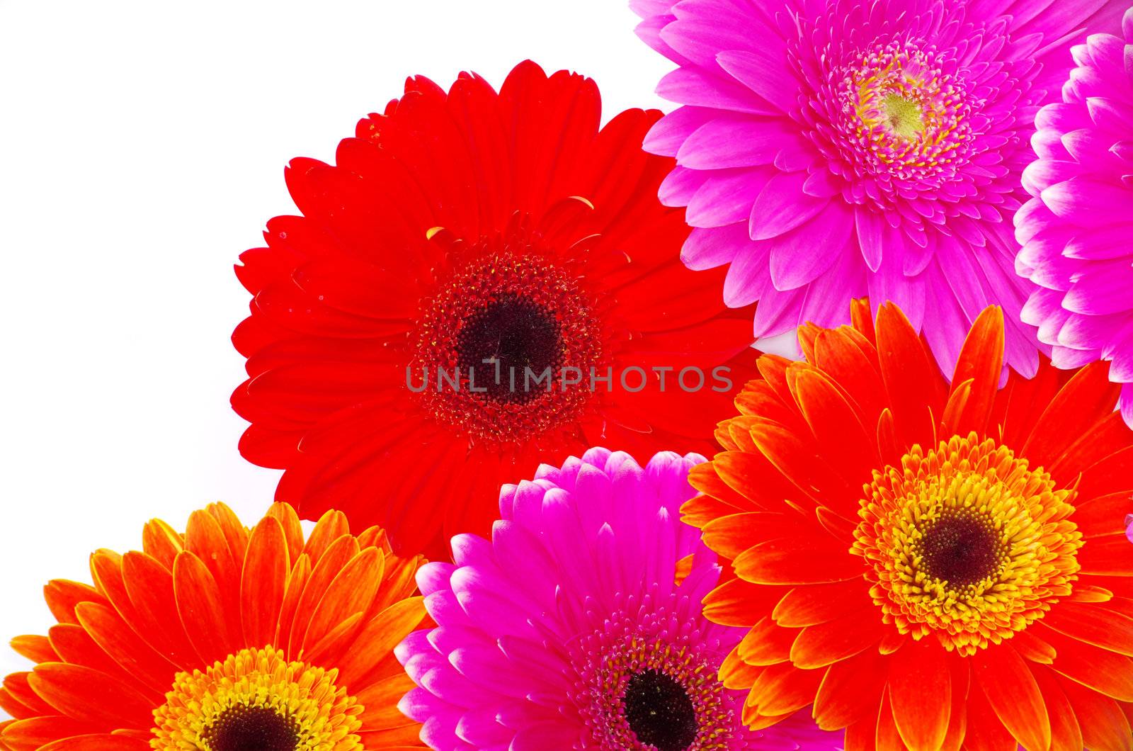 gerbera flower closeup on white background