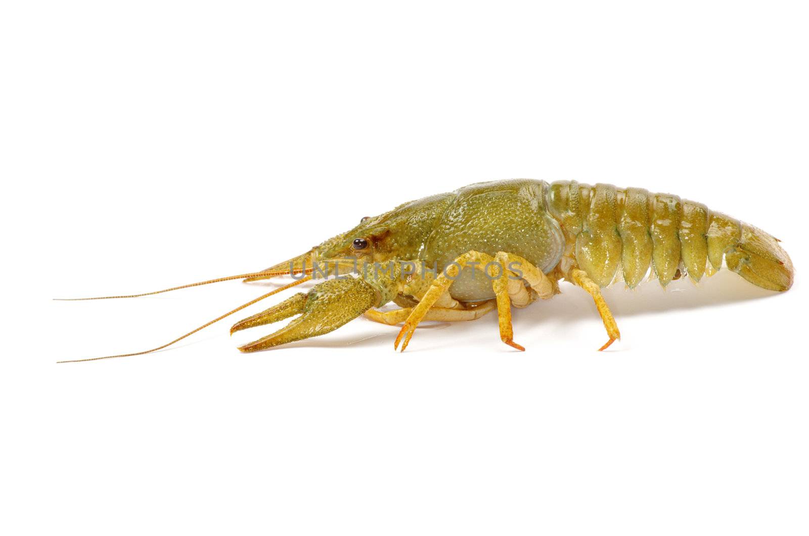 crawfish on a white background