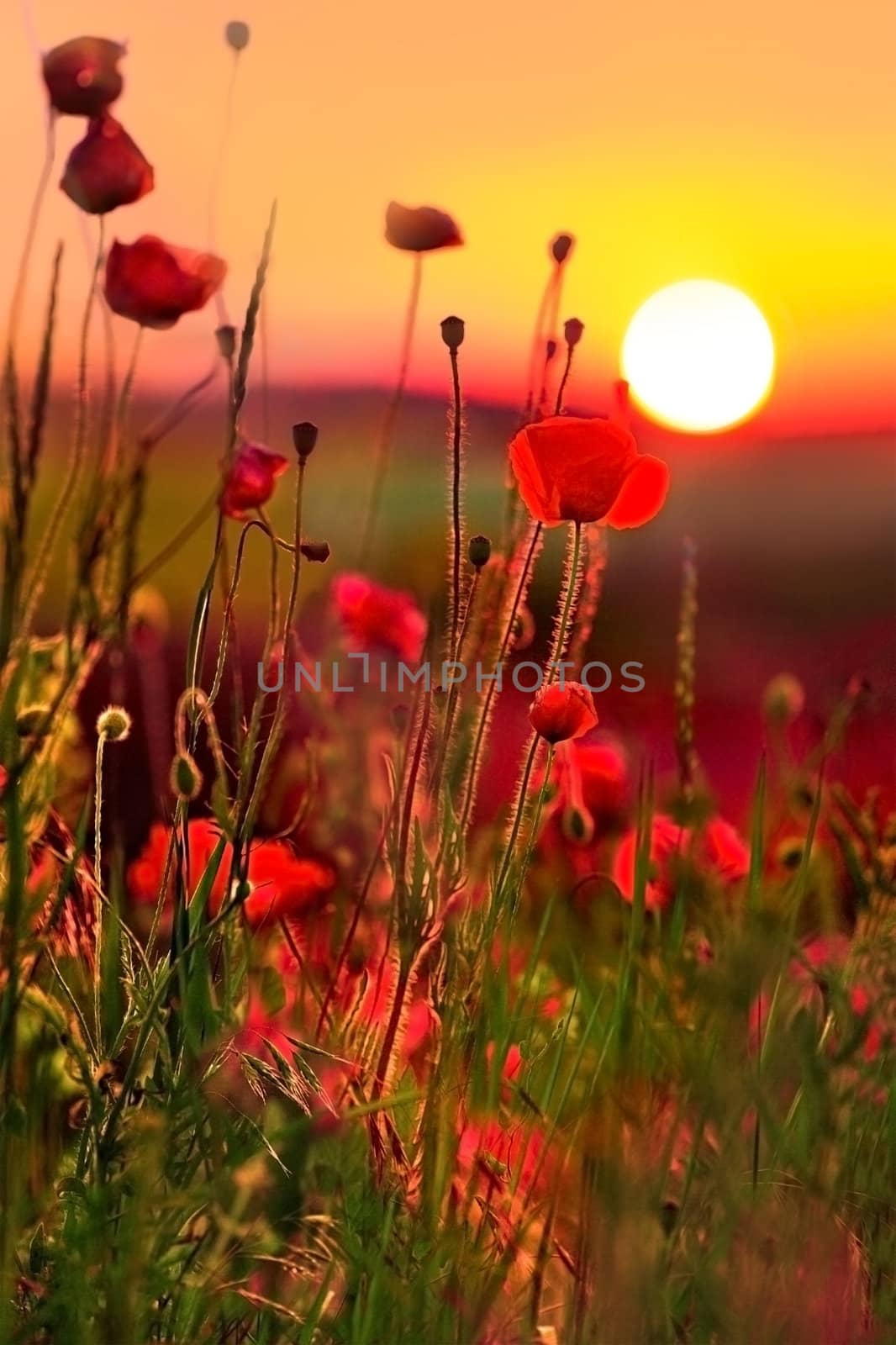 poppies at sunset by andrew_mayovskyy