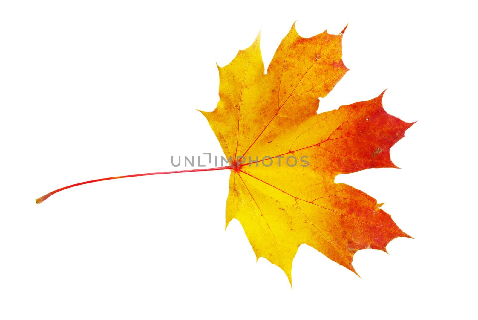 autumn maple leaf isolated on white background