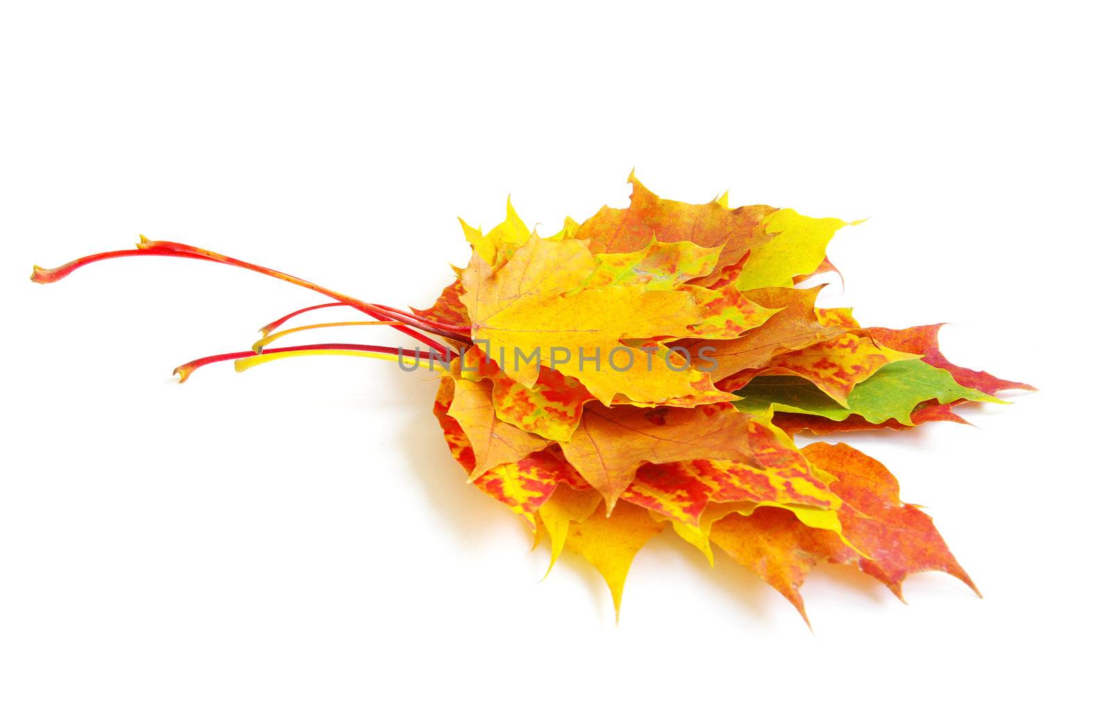 autumn maple leafs isolated on a white 