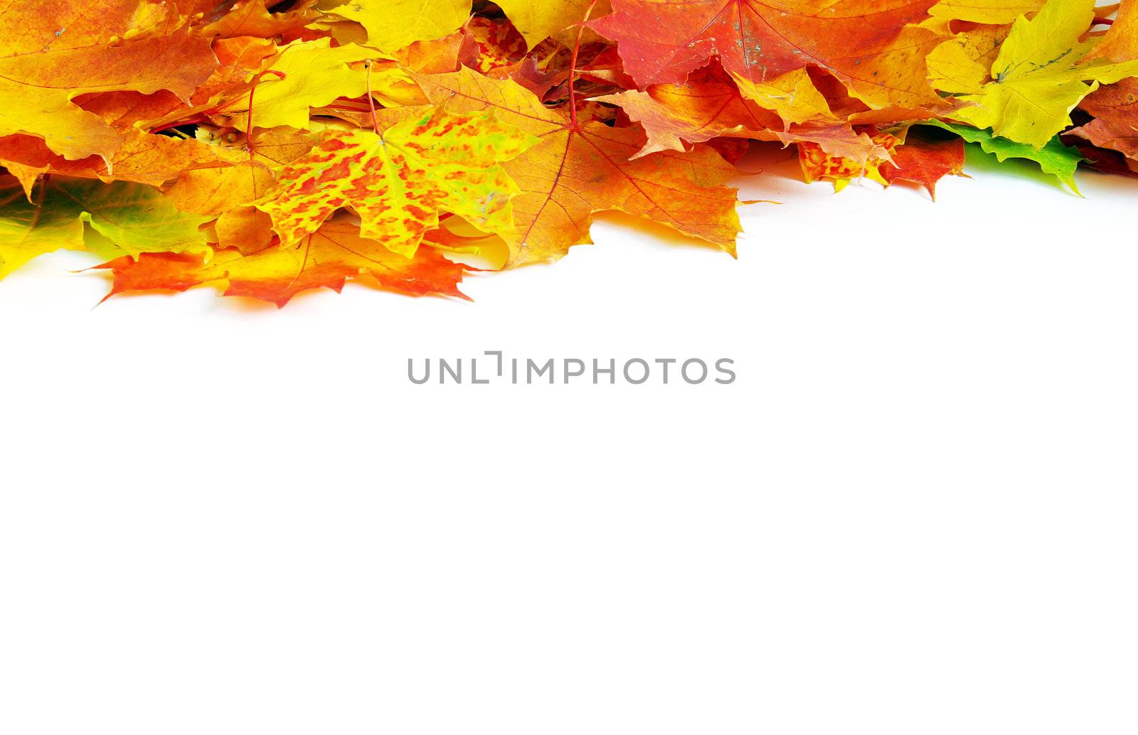 autumn maple leafs isolated on a white 