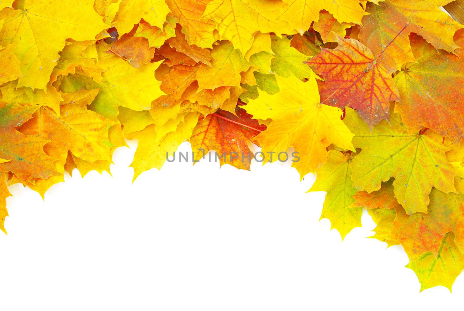 autumn maple leaves isolated on a white