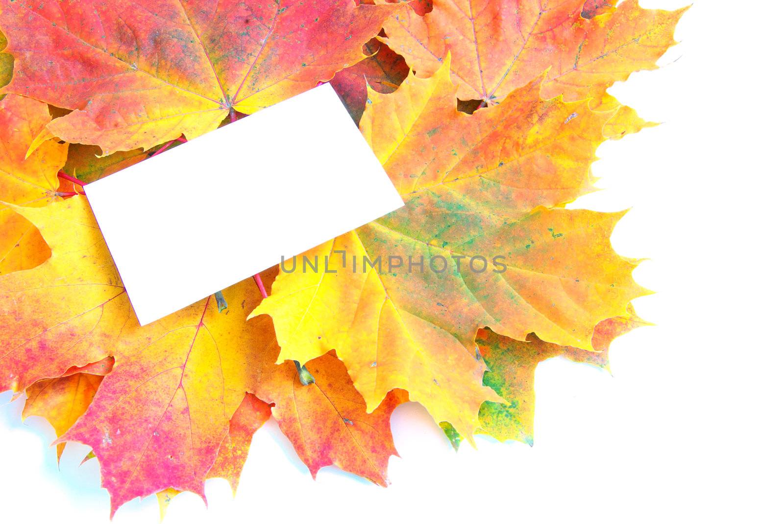 autumn maple leafs isolated on a white 