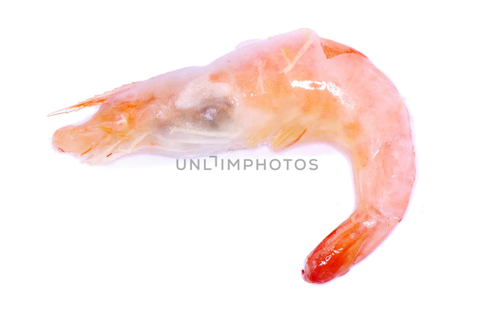 shrimp isolated on a white background