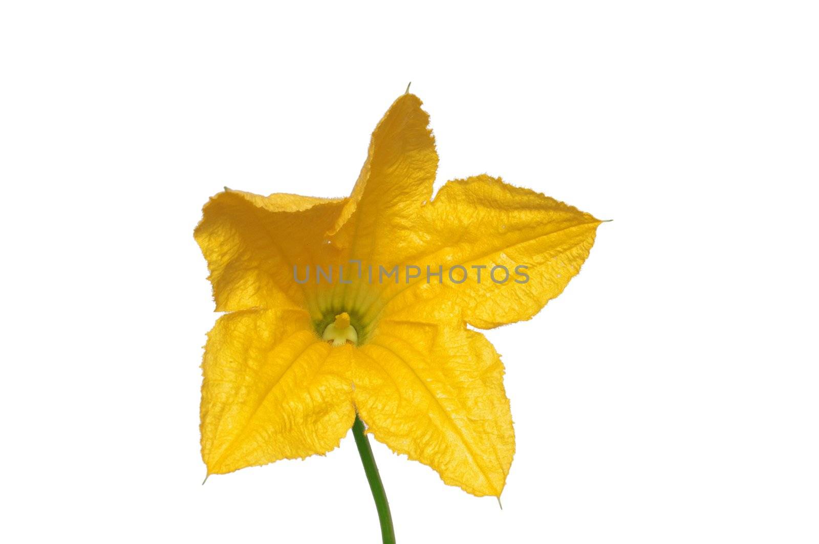 pumpkin flower on white background