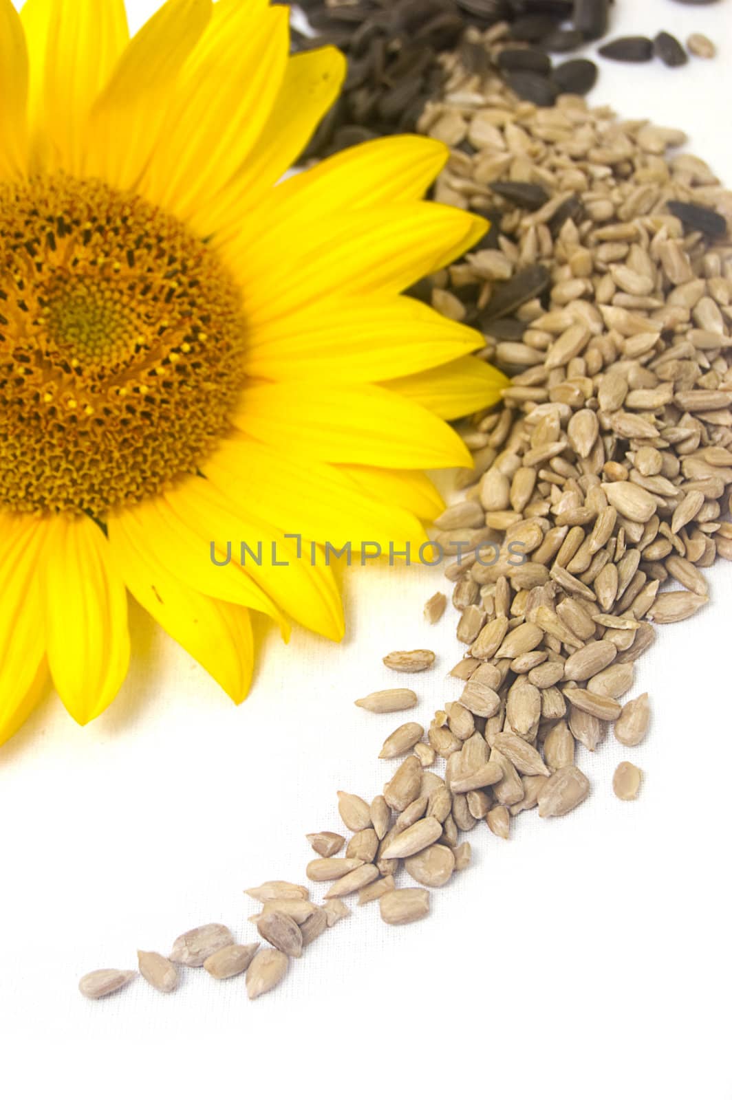 Sunflower, white kernels and black seeds