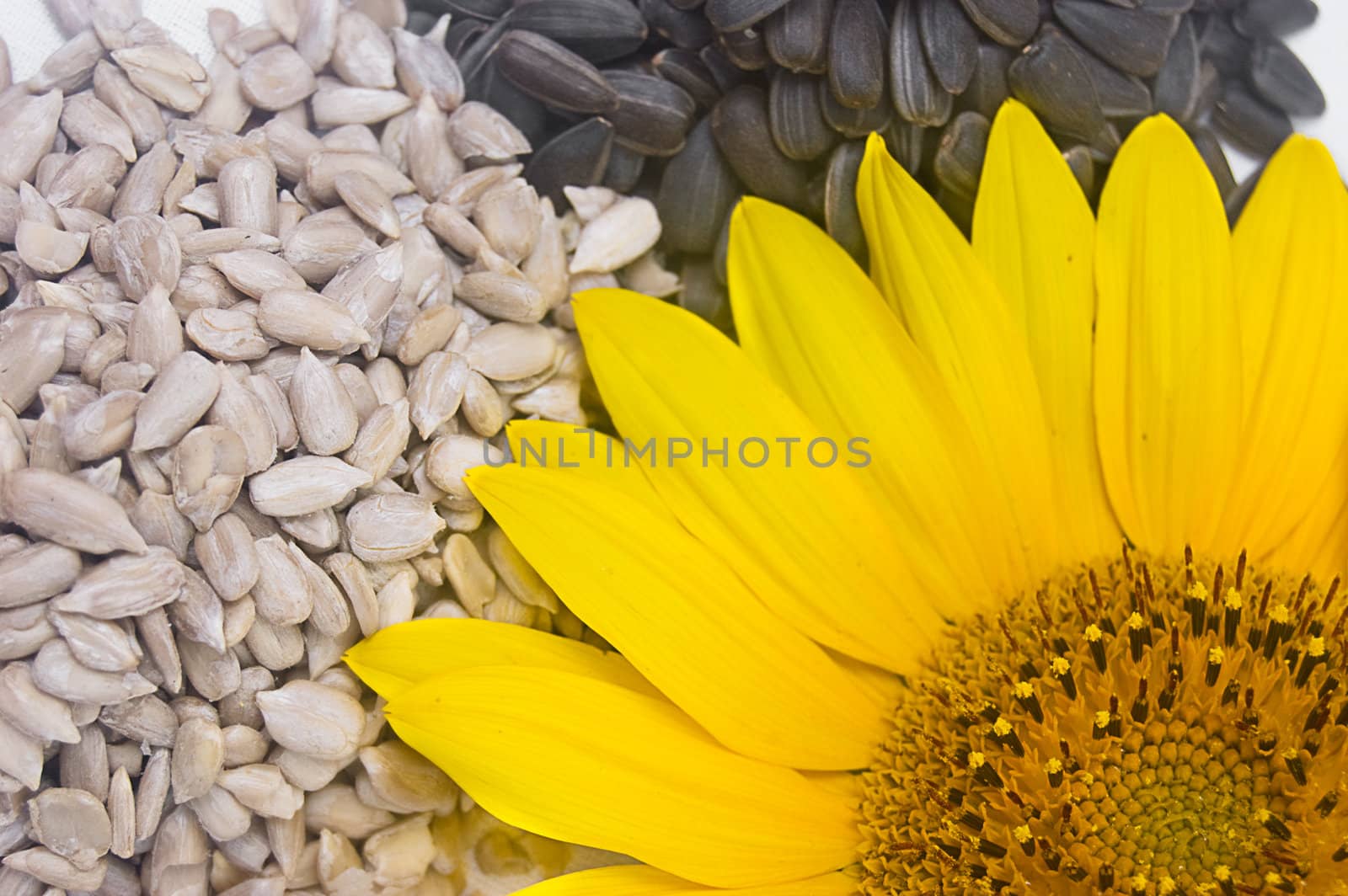 Sunflower seeds by Angel_a