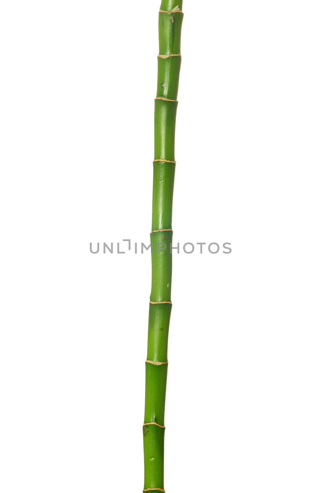 green bamboo  isolated on a white background