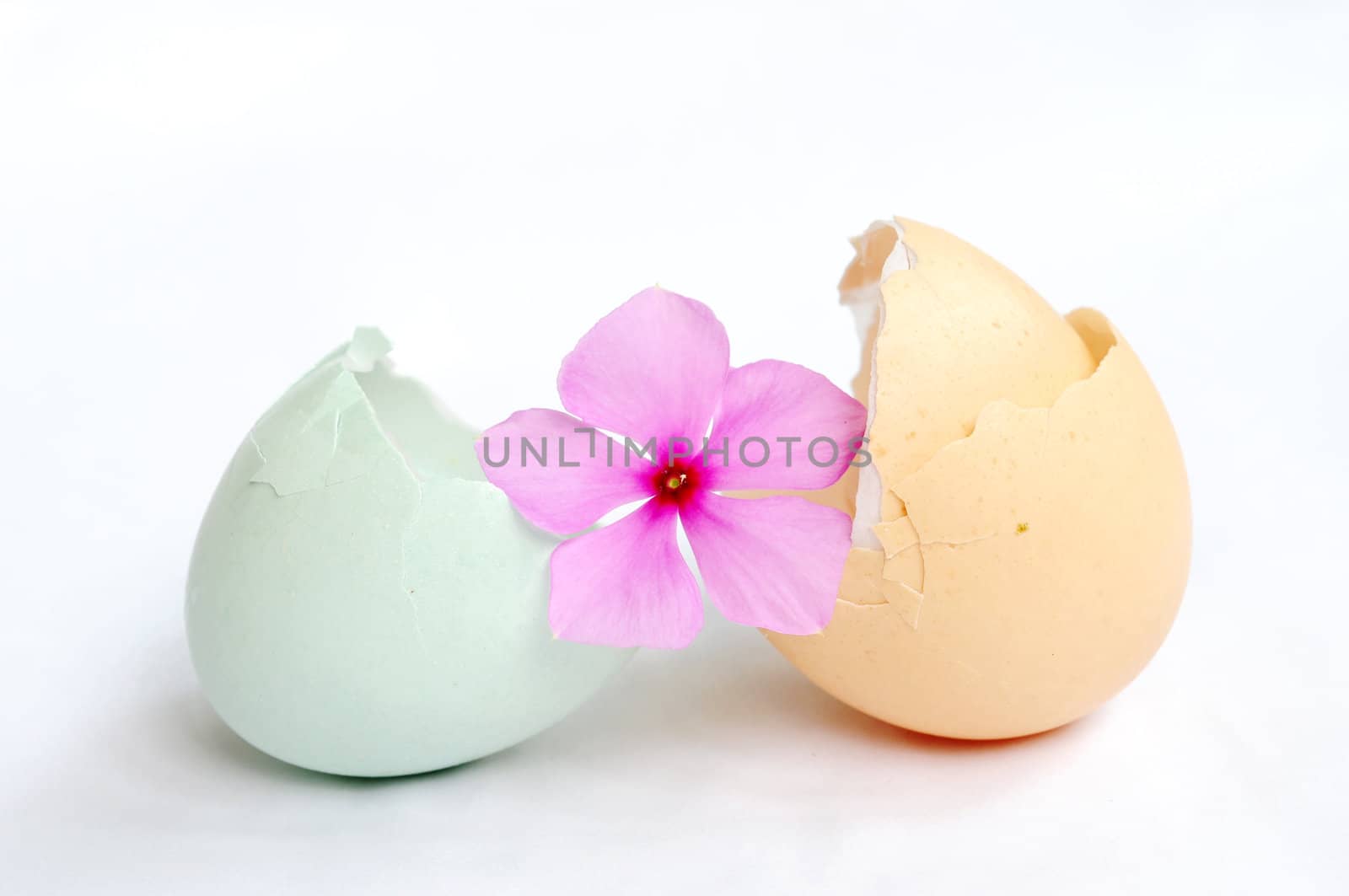 Broken empty eggshells on a white background