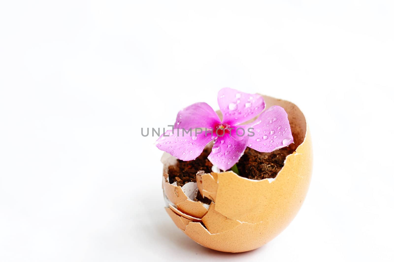 Pink flower in a broken eggshell