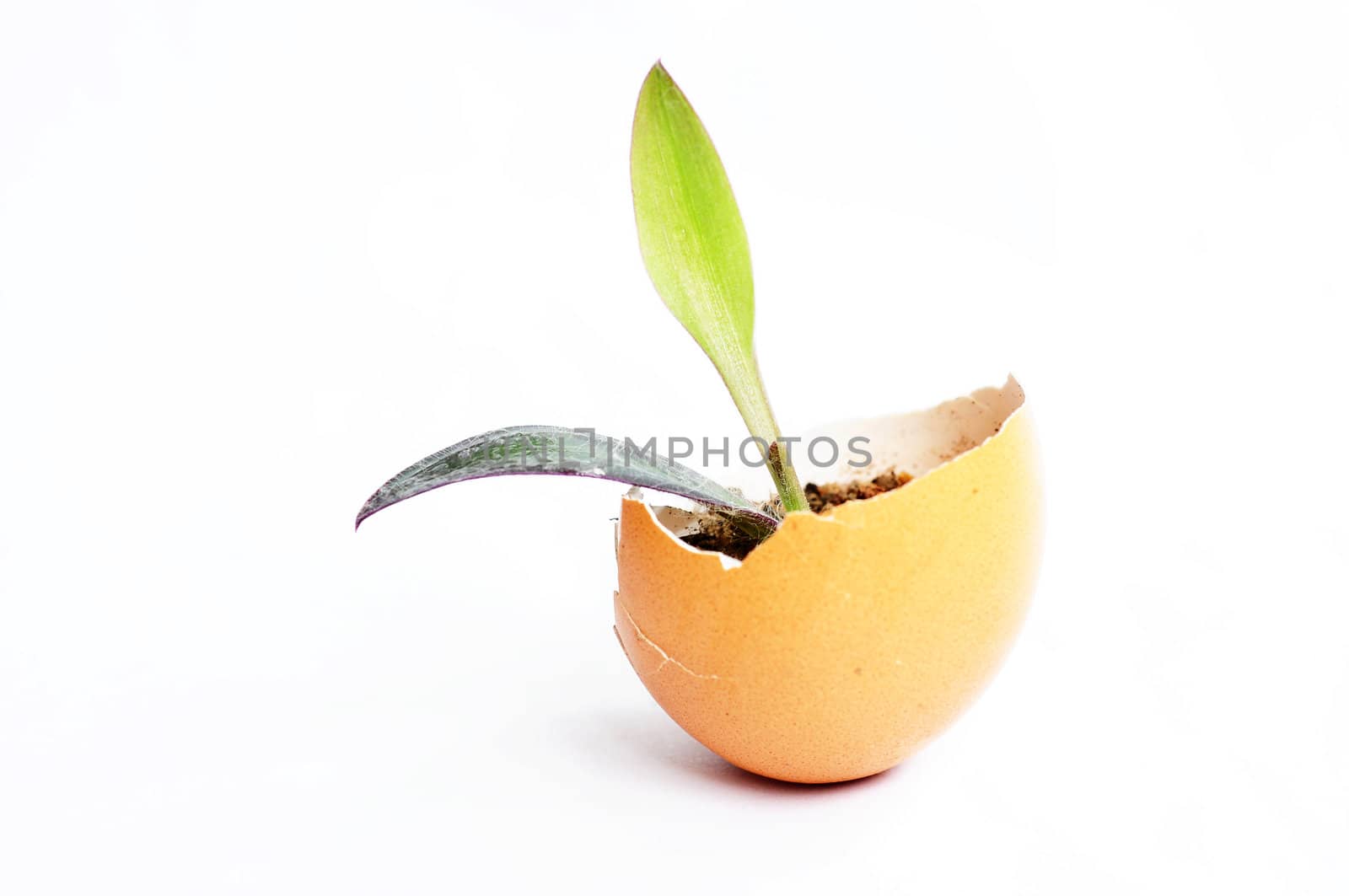 Small new plant growing in an eggshell