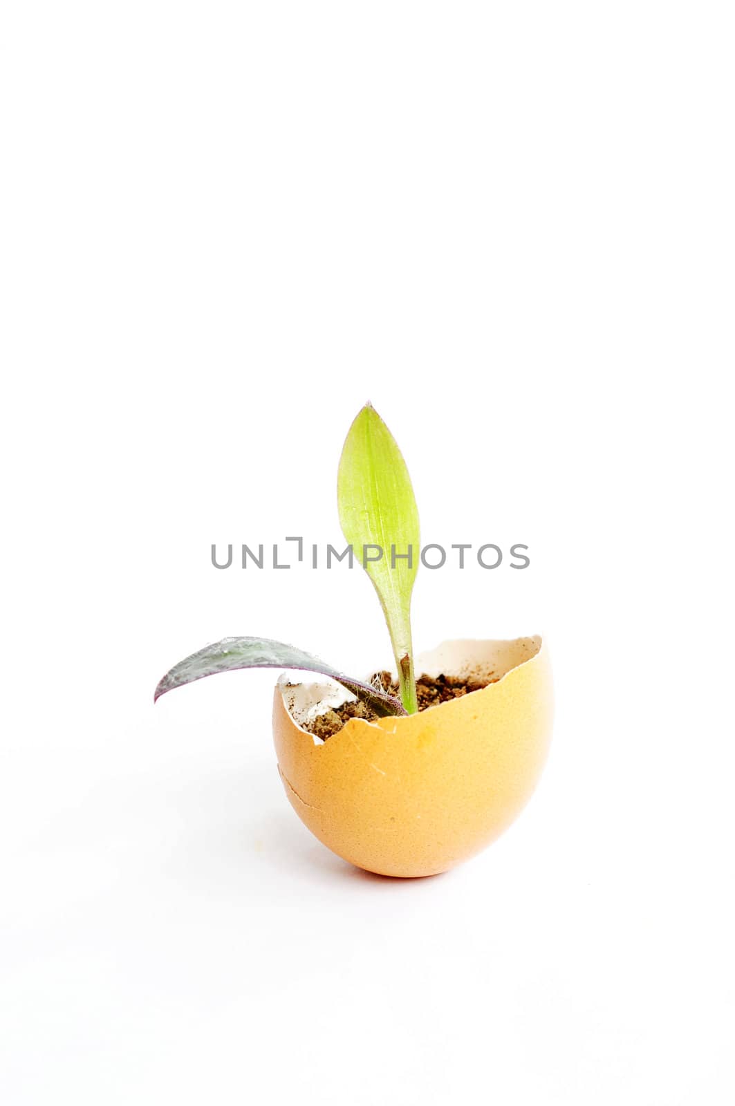 Small new plant growing in an eggshell