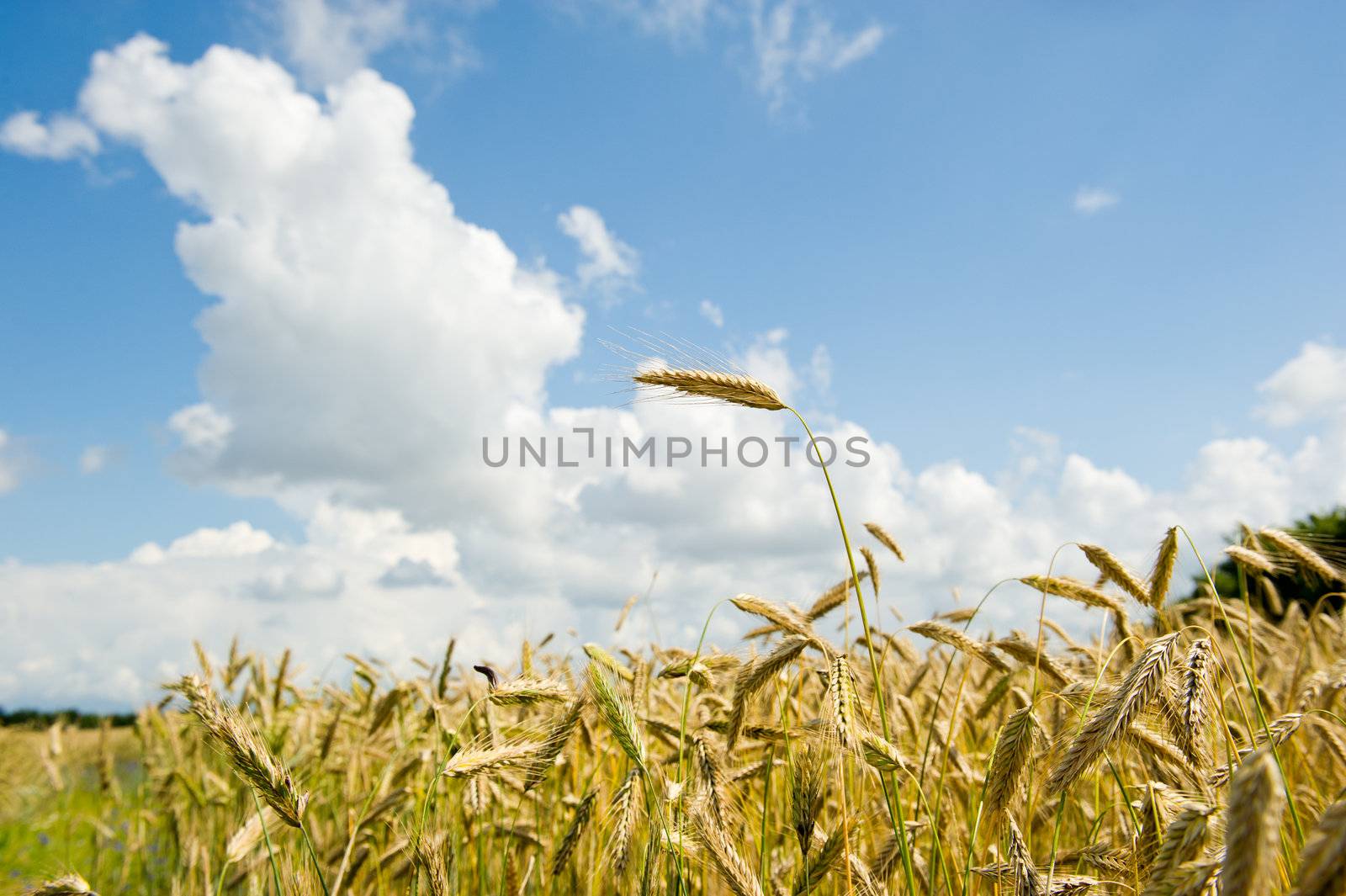 Corn fields on a sommerday