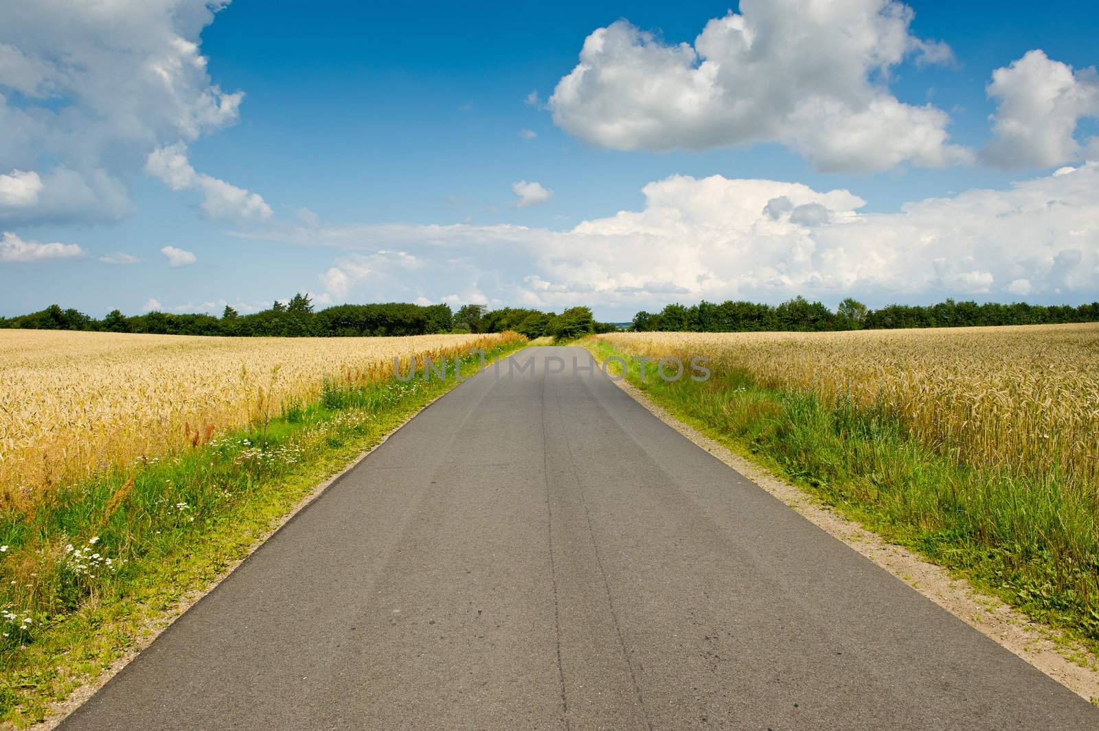 A road with cornfields on either side. Idyllic landscape