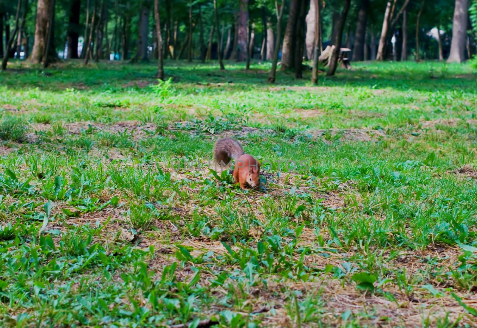 Red squirrel by alena0509