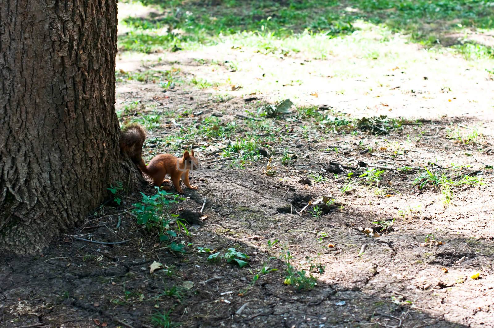 Red squirrel by alena0509