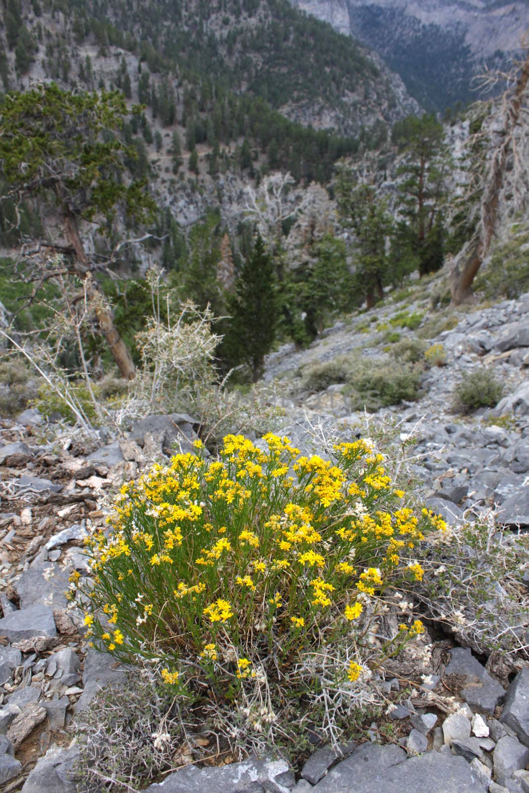 Flowers on Mount Charleston by Wirepec