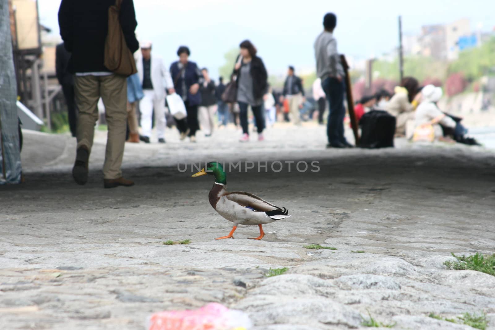 Duck Crossing