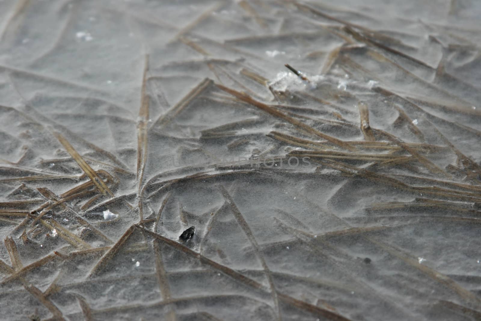 Ice Cold Grass