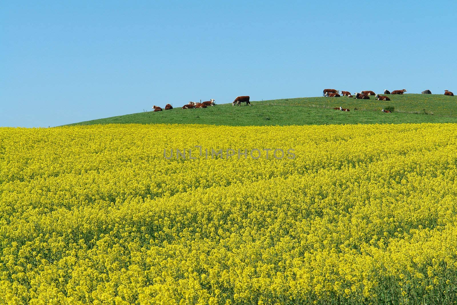 Herd of cows grazing in a  green field with clear blue summer sky background