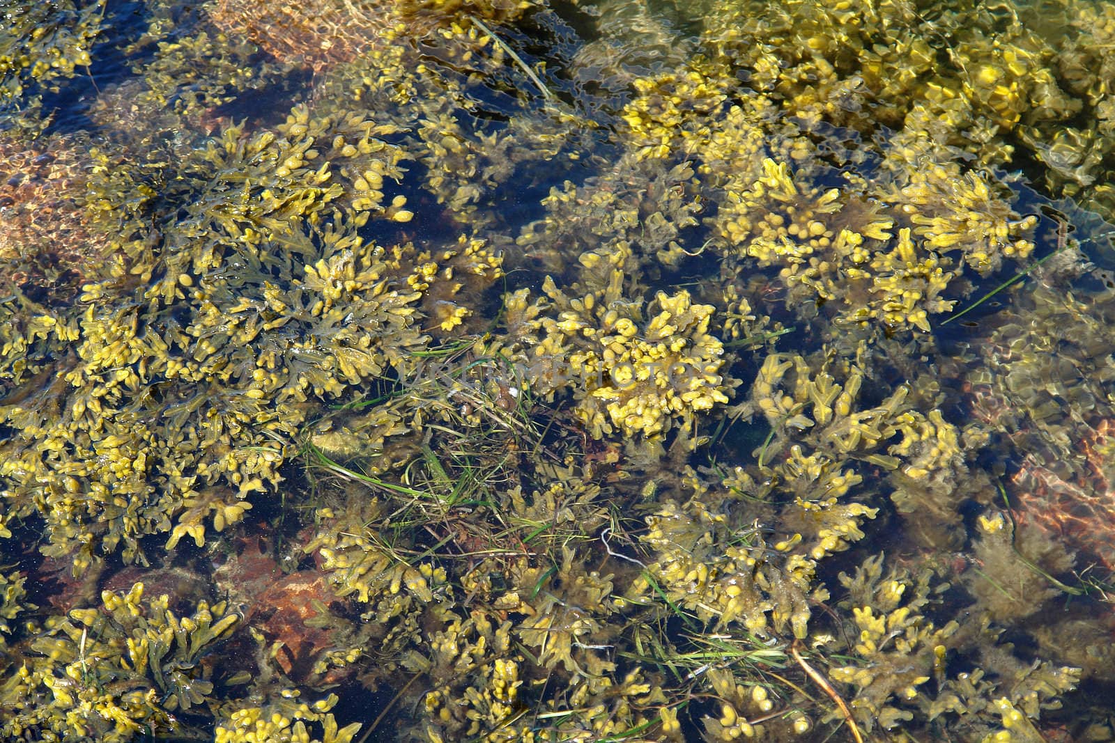 Seaweed kelp in clear sea ocean water