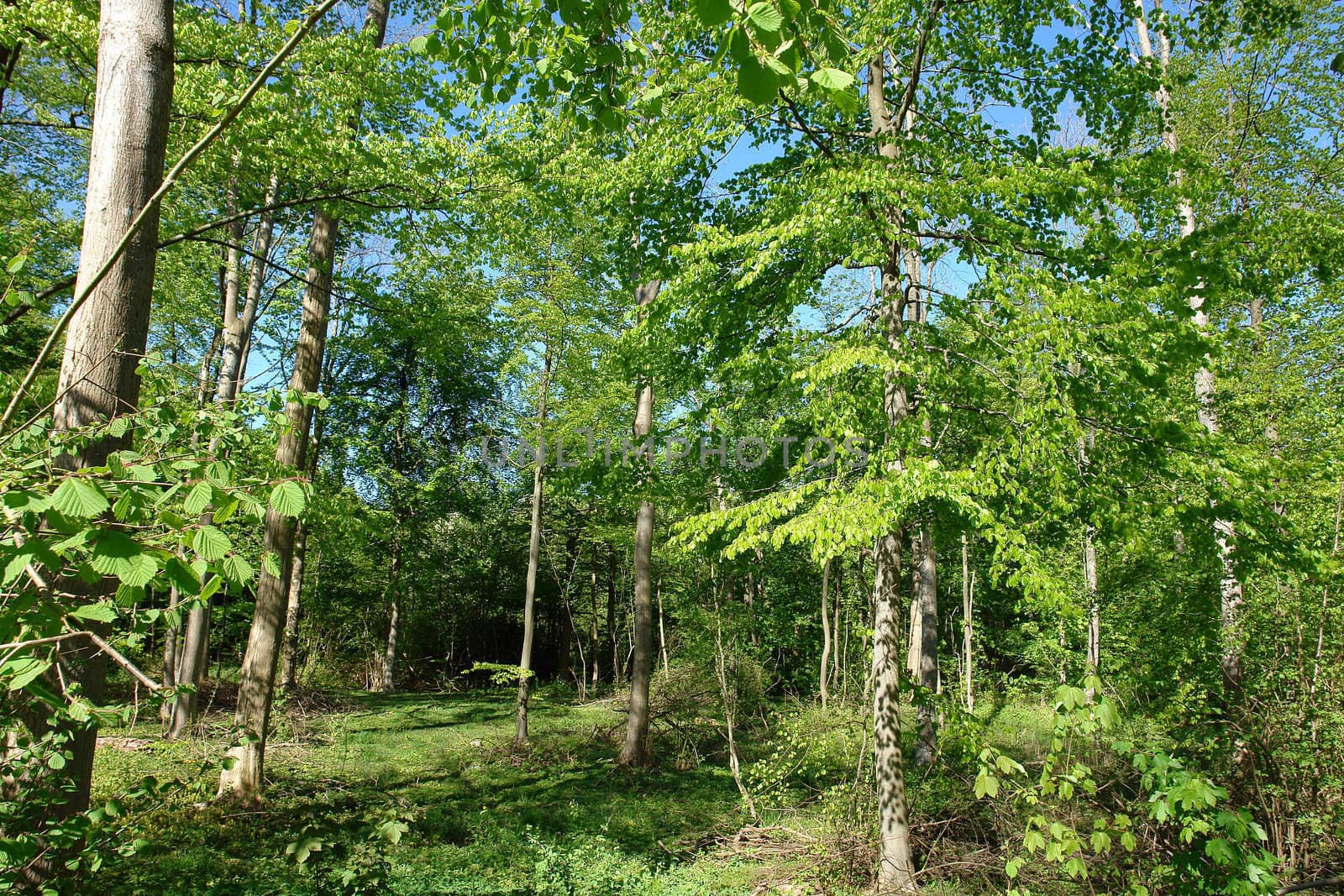 Beautiful Fairy Forest blooming with green in the summer                                