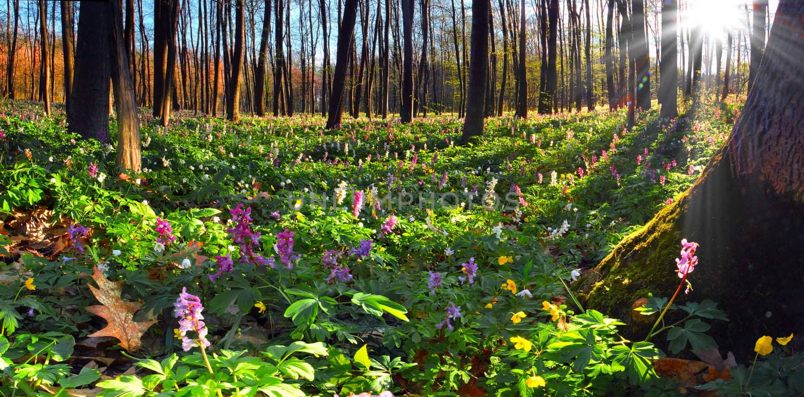 Colorful spring landscape with flowers