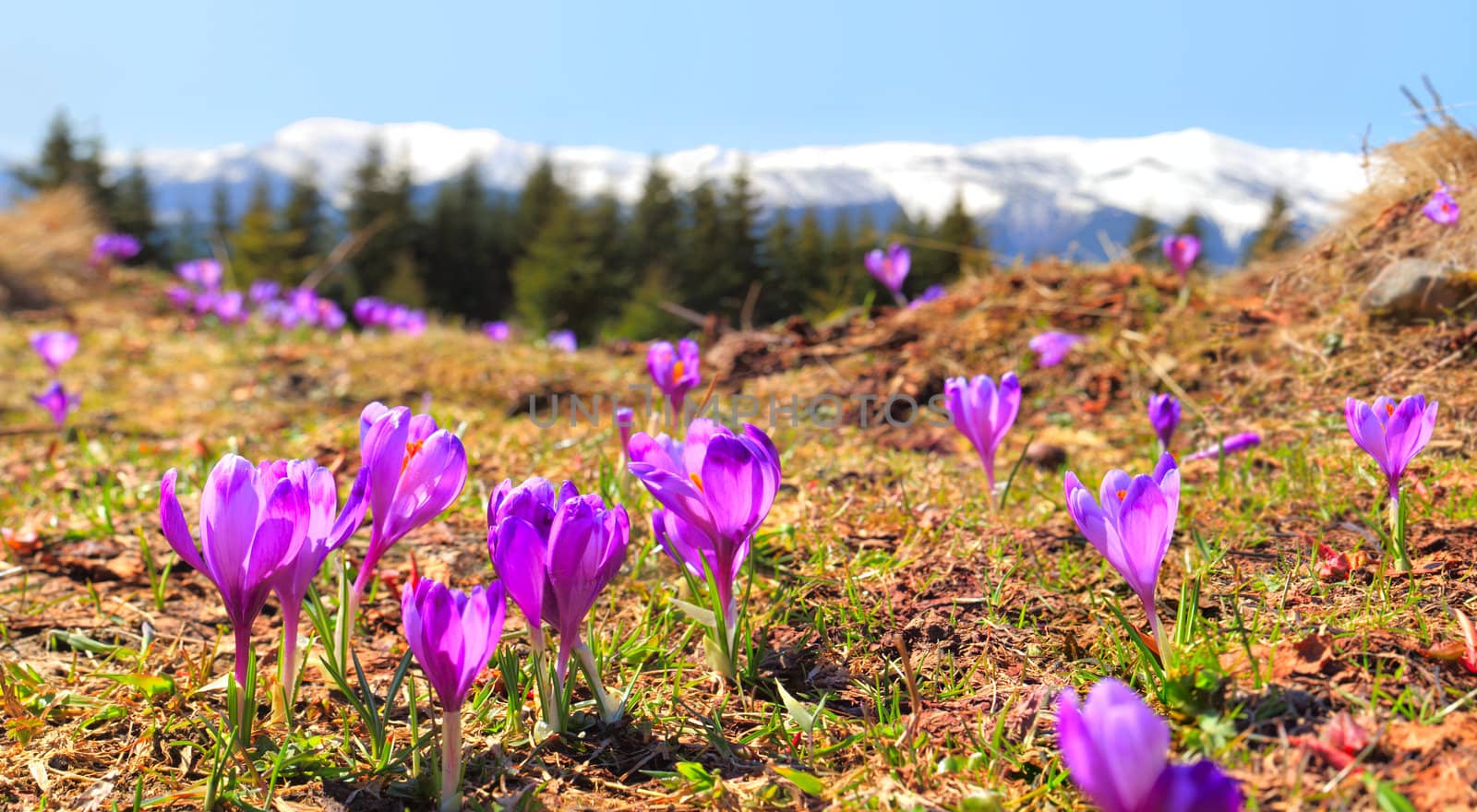 blossom crocuses in the mountains