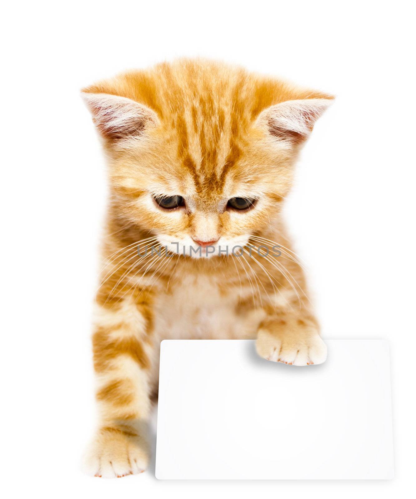 very small redhead kitty on white background