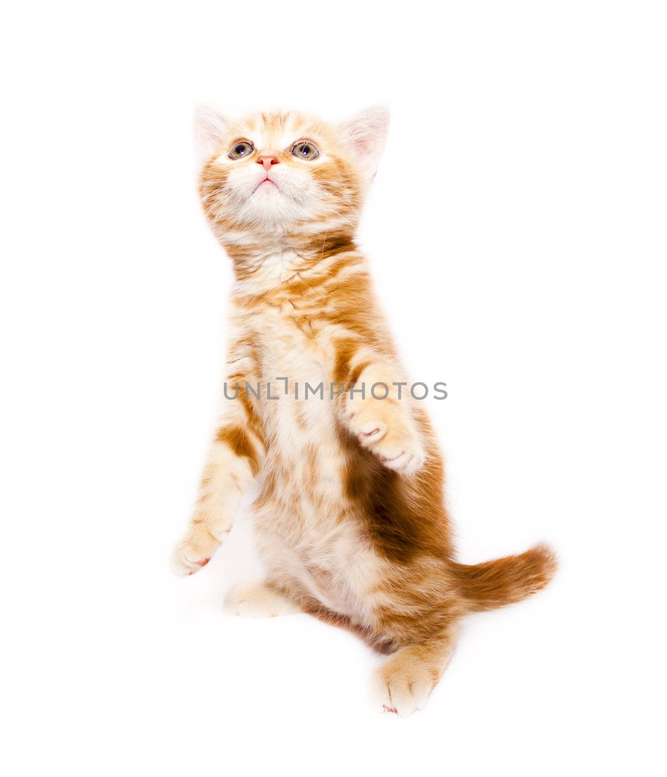 very small redhead kitty on white background