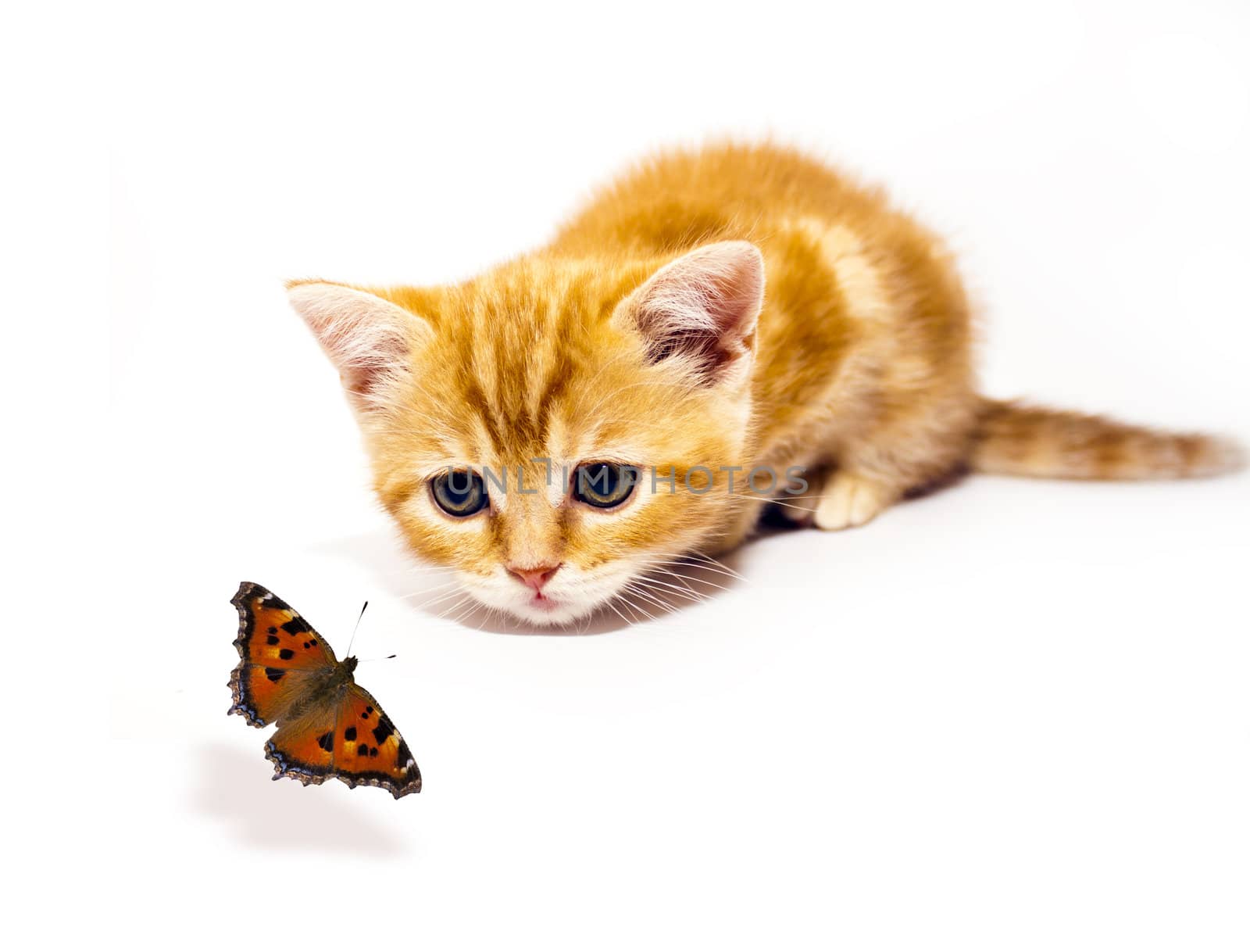 kitty and butterfly by brux