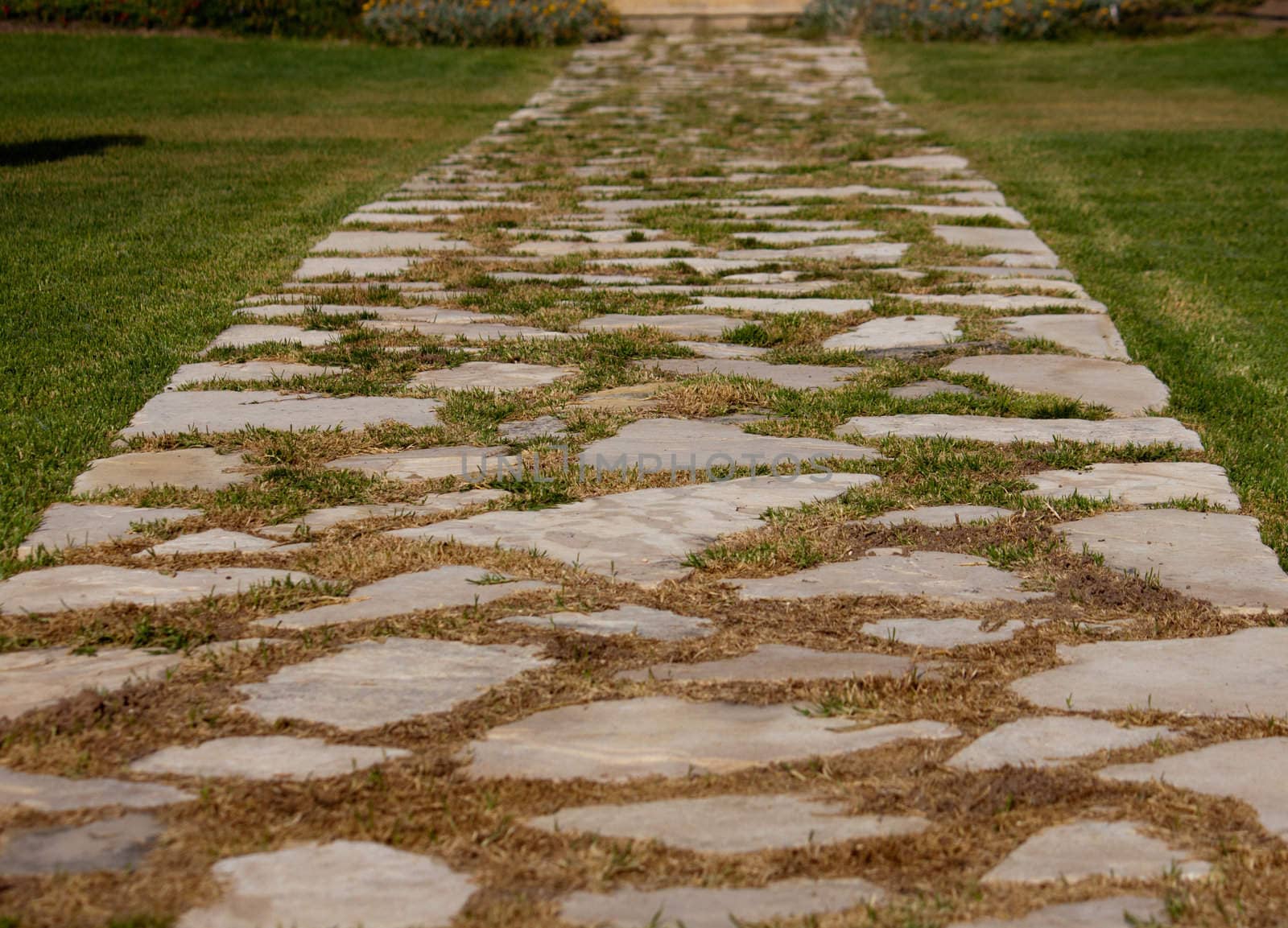 photo causeway of stones on a green lawn