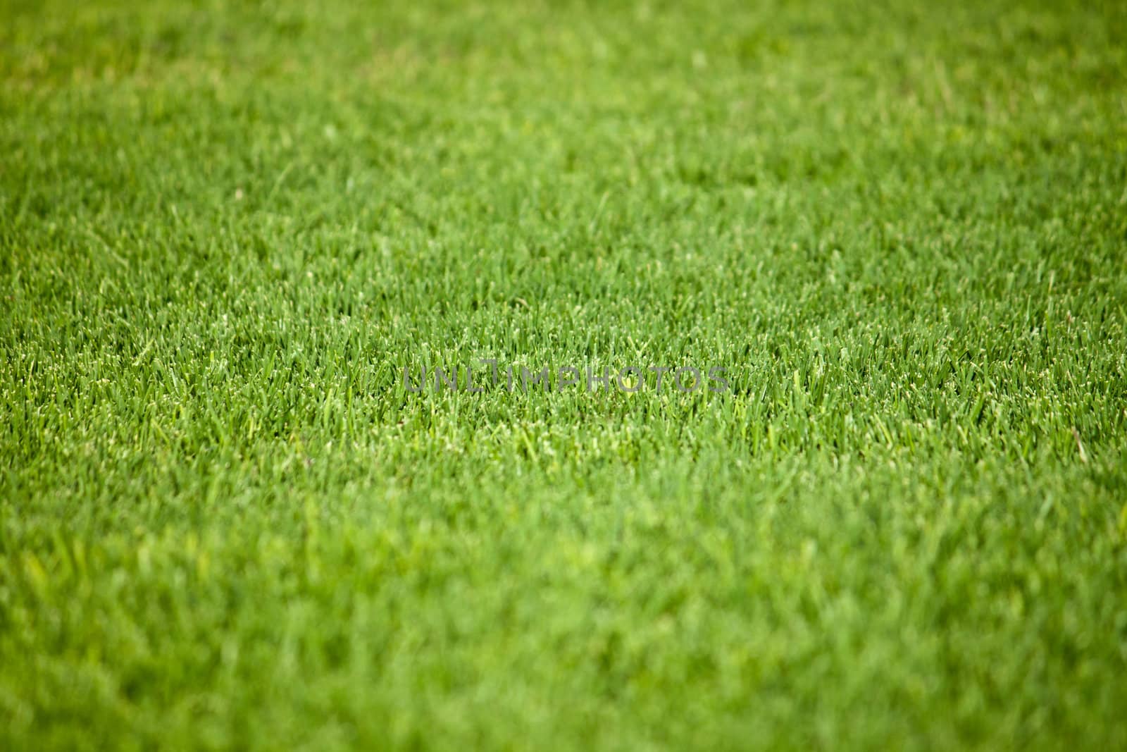 Photos lawn with bright green fresh grass