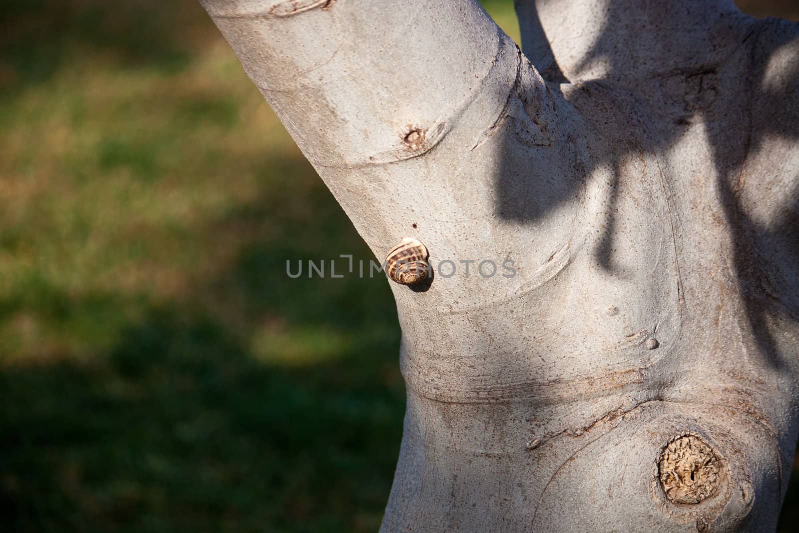 photo snails on a tree olive tree