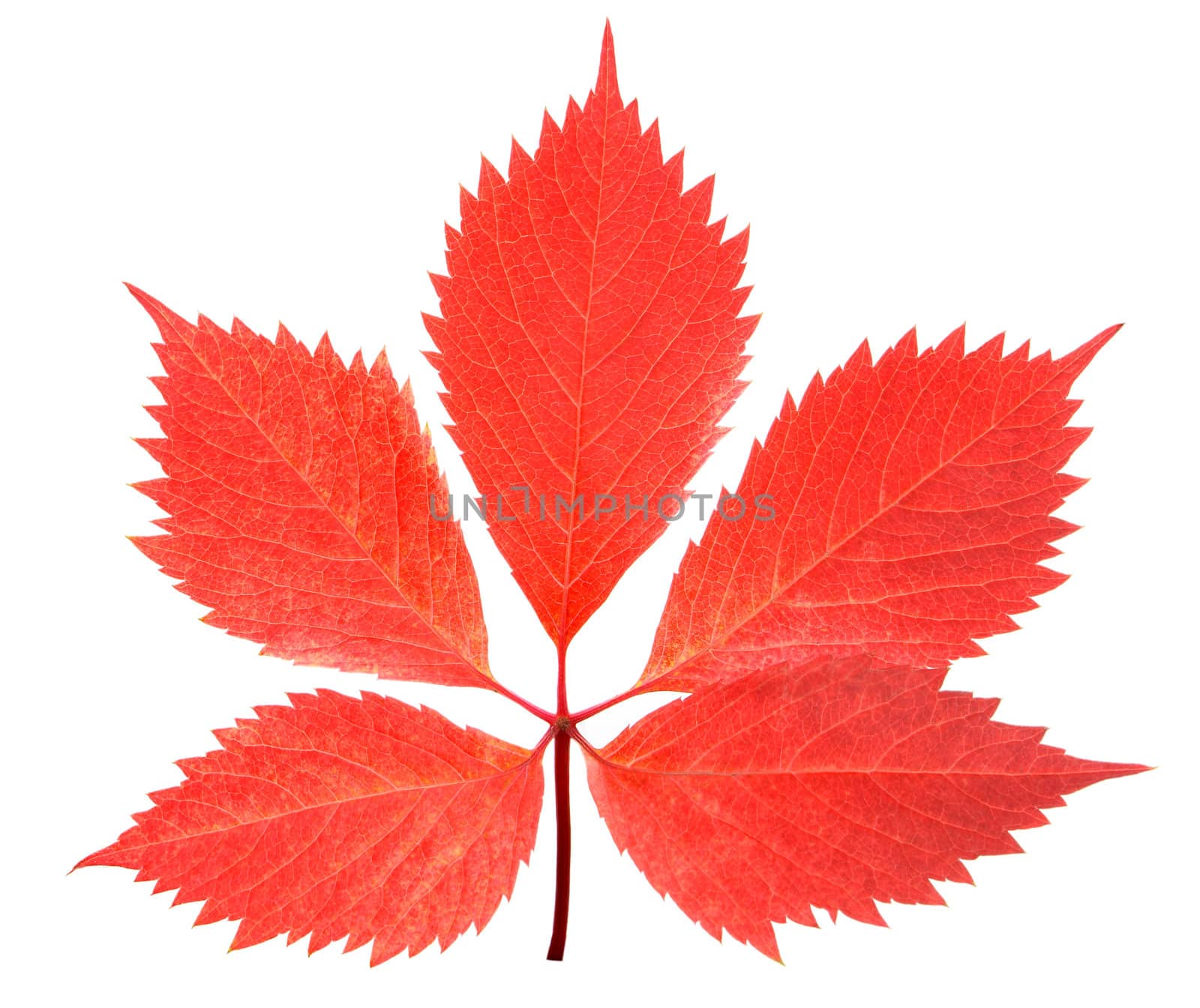 red leaf isolated over a white background by andrew_mayovskyy