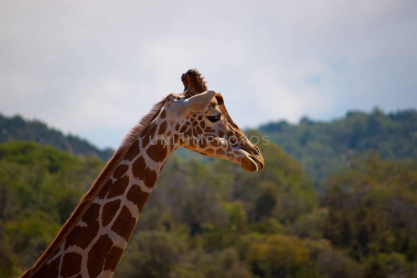 photo of the head giraffe long neck